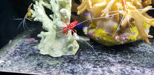 Pet Store «Aquarium», reviews and photos, 6410 Papermill Pl Way, Knoxville, TN 37919, USA