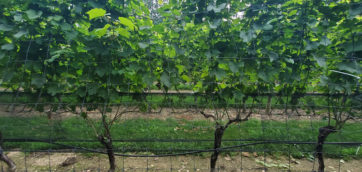 Vineyard «Harmony Vineyards», reviews and photos, 169 Harbor Rd, St James, NY 11780, USA