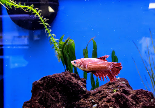 Pet Supply Store «Petco Animal Supplies», reviews and photos, 444 N Santa Cruz Ave, Los Gatos, CA 95030, USA