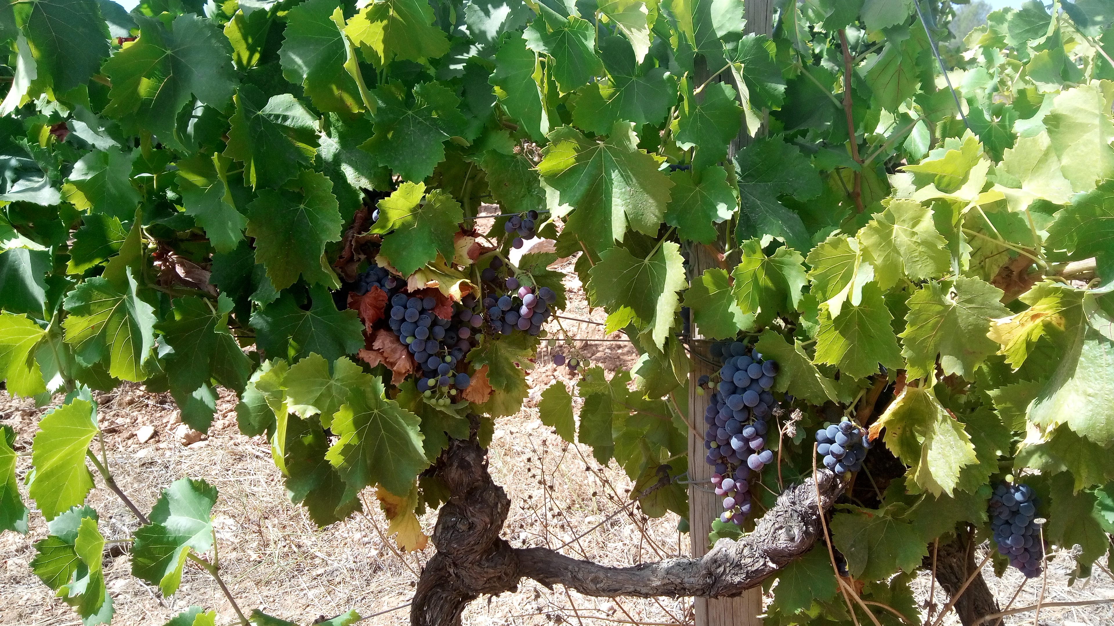 Photo n° 7 de l'avis de Stéphane.o fait le 15/08/2021 à 13:23