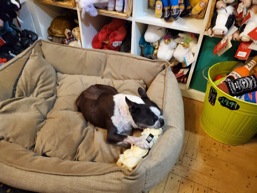 Pet Store «Pawsh Dog Boutique», reviews and photos, 31 Gloucester St, Boston, MA 02115, USA