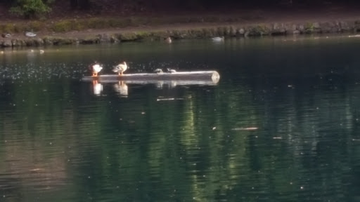 Park «Laurelhurst Park», reviews and photos, SE Cesar E Chavez Blvd & Stark St, Portland, OR 97214, USA