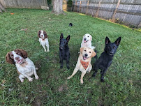 Cleo's Creature Care - Photo 1 - Car repair in , Buffalo