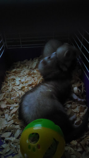 Pet Supply Store «Petco Animal Supplies», reviews and photos, 7721 Mentor Ave, Mentor, OH 44060, USA