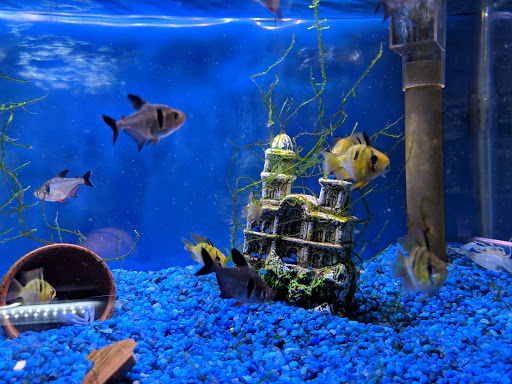 Tropical Fish Store «Something Fishy», reviews and photos, 954 S Wayne Rd, Westland, MI 48186, USA