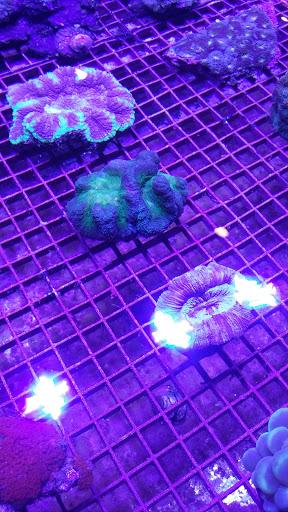 Tropical Fish Store «Manhattan Aquariums», reviews and photos, 522 W 37th St, New York, NY 10018, USA