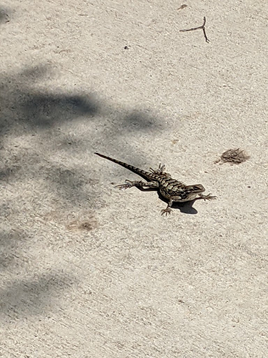 Recreation Center «Elzie Odom Athletic Center», reviews and photos, 1601 NE Green Oaks Blvd, Arlington, TX 76006, USA