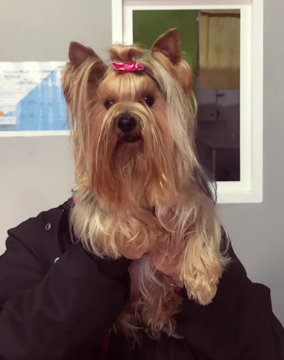 Bicocos Peluquería Canina y Complementos — Peluquer├¡as caninas en Linares