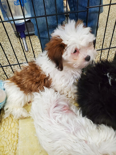 Pet Supply Store «Pet Ranch», reviews and photos, 3823 E 120th Ave, Denver, CO 80233, USA