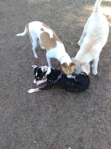 Park «Margaret T. Hance Park», reviews and photos, 67 W Culver St, Phoenix, AZ 85003, USA