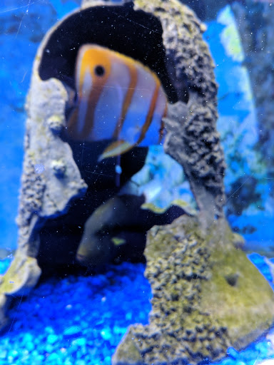 Pet Store «Critter Pet Shop», reviews and photos, 19309 Ecorse Rd, Allen Park, MI 48101, USA