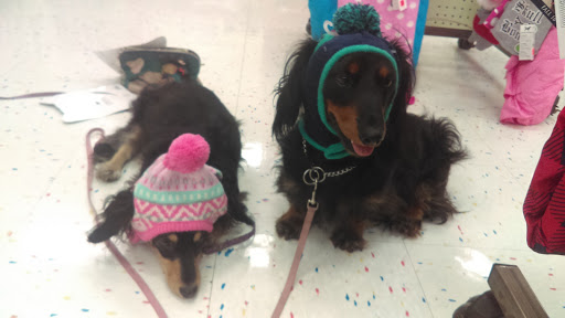 Pet Supply Store «Petco Animal Supplies», reviews and photos, 4950 S 76th St, Greenfield, WI 53220, USA