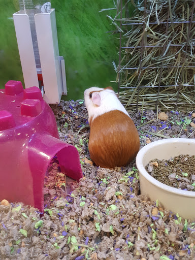 Pet Supply Store «PetSmart», reviews and photos, 1321 W Craig Rd, North Las Vegas, NV 89032, USA