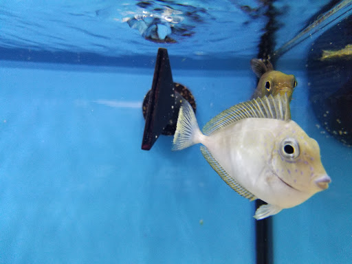 Pet Supply Store «Petco Animal Supplies», reviews and photos, 7 E Desilvio Dr, Nashua, NH 03060, USA