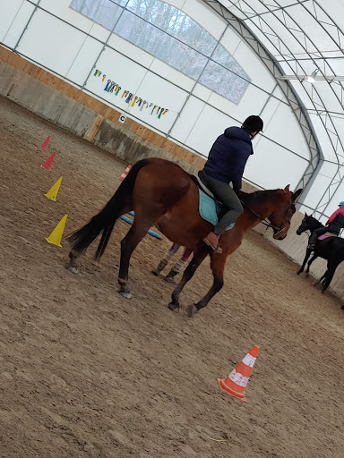 Horse riding lessons Prague