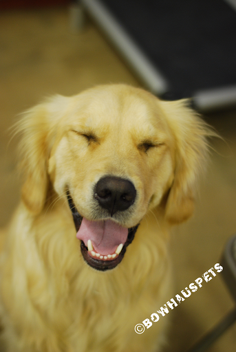 Dog Day Care Center «The Bowhaus Pet Company», reviews and photos, 2472 E Colorado Blvd, Pasadena, CA 91107, USA