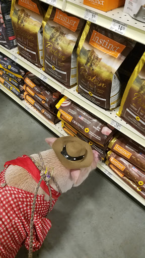 Pet Supply Store «PetSmart», reviews and photos, 1900 W International Speedway Blvd, Daytona Beach, FL 32114, USA