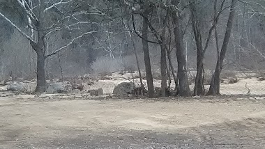 Cook Springs