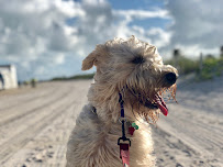 Waggy Tail Pet Care - Photo 4 - Car repair in Miami Beach, FL, Miami