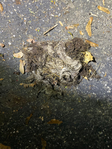 Plumber «Roto-Rooter Plumbing & Drain Services», reviews and photos, 87 Carando Dr, Springfield, MA 01104, USA