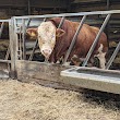 Cow Shed Farm Shop (Druid Temple Farm)