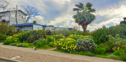 Plants Comprehensive / SoCaL Nativescapes