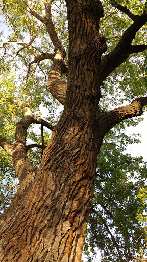 Memorial Park «E.B. Rains Jr. Memorial Park», reviews and photos, 11701 Community Center Dr, Northglenn, CO 80233, USA