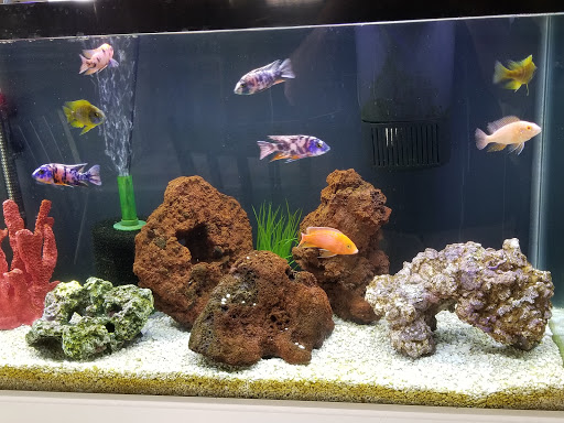 Pet Store «Exotic Fish», reviews and photos, 406 Northside Dr # F, Valdosta, GA 31602, USA