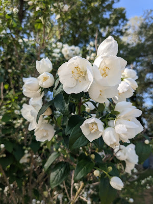 Sabine Kropp - Magnétiseuse / Fleurs de Bach / Aromathérapeute (certifiée) /Naturopathe (certifiée) à Apt