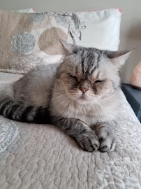 Furbabies Dog Walkers, Runners and Pet Sitters - Photo 8 - Car repair in , Dallas