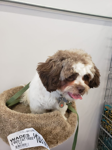 Pet Supply Store «Bow Wow and Meow Pet Supplies», reviews and photos, 1648 S 4th St, Allentown, PA 18103, USA