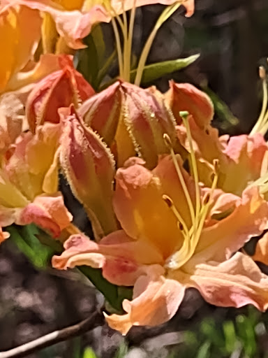 Botanical Garden «Botanical Gardens At Asheville», reviews and photos, 151 W .T. Weaver Blvd, Asheville, NC 28804, USA