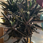 Photo n°7 de l'avis de alfio.u fait le 13/08/2020 à 14:15 sur le  Casa Mia di Riccardo Messetti & Romana à Pastrengo