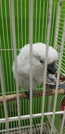 Pet Store «Coral Reef Pet Center», reviews and photos, 7723 W Lawrence Ave, Norridge, IL 60706, USA