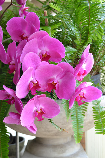 Florist «Dr Delphinium Flower & Orchid House», reviews and photos, 513 W Campbell Rd, Richardson, TX 75080, USA