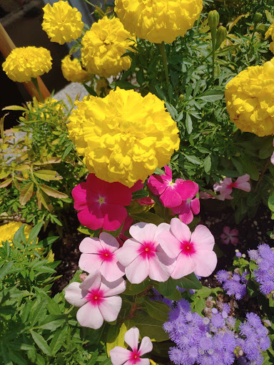 Tourist Attraction «Anna Scripps Whitcomb Conservatory», reviews and photos, 900 Inselruhe Ave, Detroit, MI 48207, USA