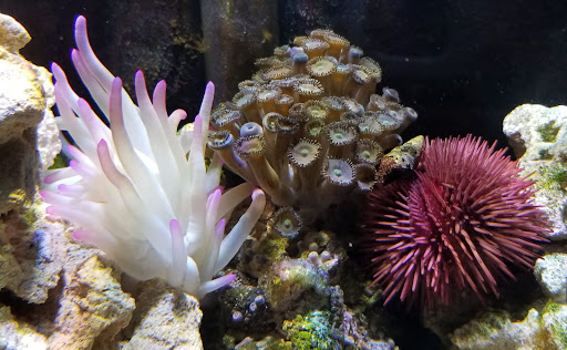 Pet Store «Fish R Us», reviews and photos, 10855 TX-242, Conroe, TX 77385, USA