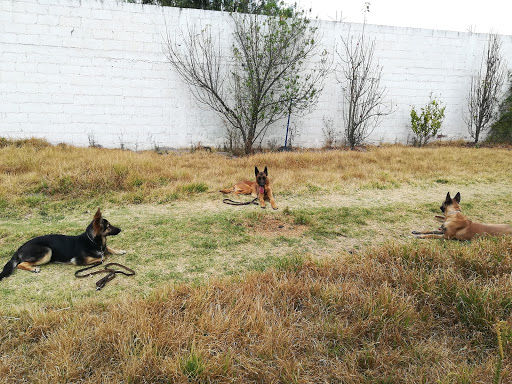 Acenca Escuela Canina