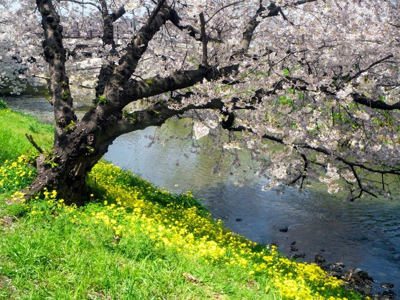 大門川の桜並木