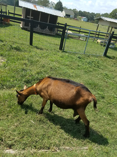 Wedding Venue «Rancho Alegre Farm», reviews and photos, 2225 Givens Rd, Dacula, GA 30019, USA