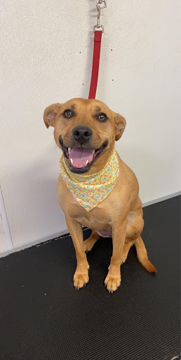 Pet Supply Store «Animal House Grooming & Quality», reviews and photos, 229 W Absecon Blvd, Absecon, NJ 08201, USA