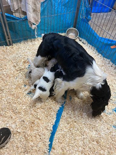 LoveDoodles