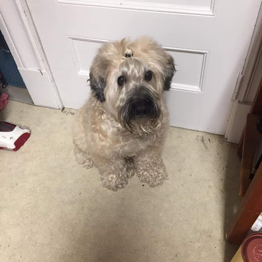 Pet Store «Pet Valu», reviews and photos, 2290 Central Park Ave, Yonkers, NY 10701, USA