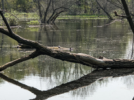 Nature Preserve «Reinstein Woods Nature Preserve», reviews and photos, 93 Honorine Dr, Depew, NY 14043, USA
