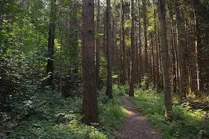 Highland Forest County Park image