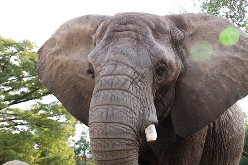 Zoo «Topeka Zoo», reviews and photos, 636 SW Zoo Pkwy, Topeka, KS 66606, USA