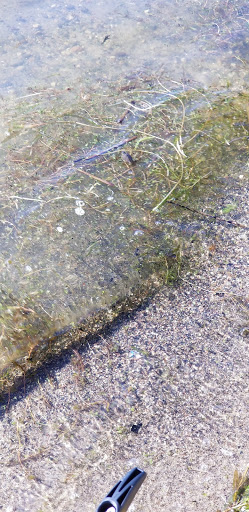 Park «East Medicine Lake Park», reviews and photos, 1740 E Medicine Lake Blvd, Plymouth, MN 55441, USA