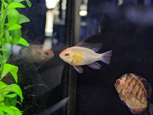 Tropical Fish Store «Premier Aquatics», reviews and photos, 1801 Roswell Rd, Marietta, GA 30062, USA