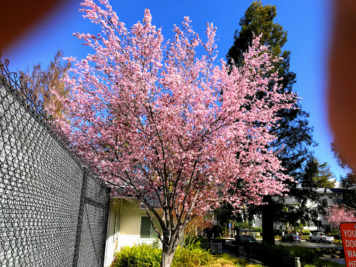 Spruce Apartments image