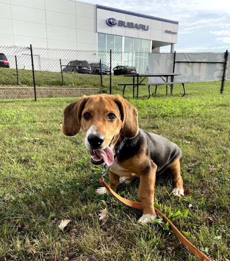 Subaru Dealer «Brilliance Subaru», reviews and photos, 1500 N Randall Rd, Elgin, IL 60123, USA